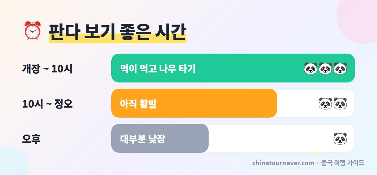청두 판다기지 시간대별 판다 활동 비교